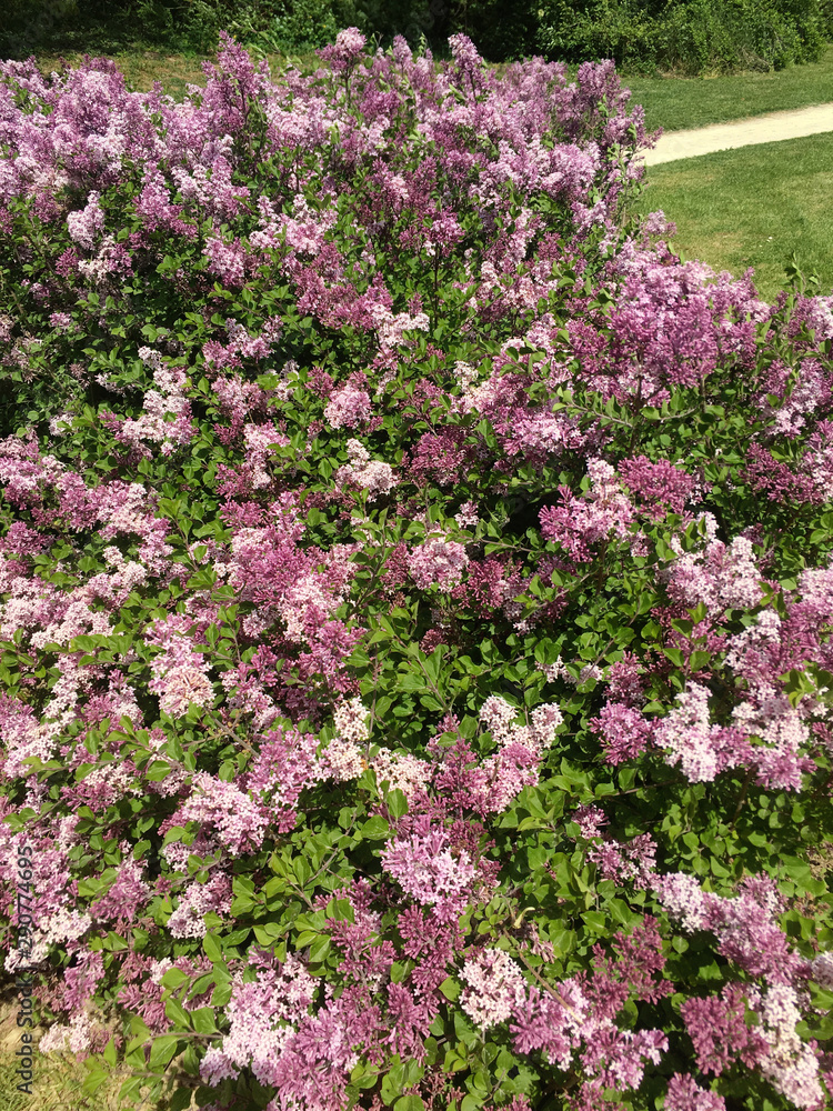 flowering bush of lilac in the garden flowering bush of lilac in the garden