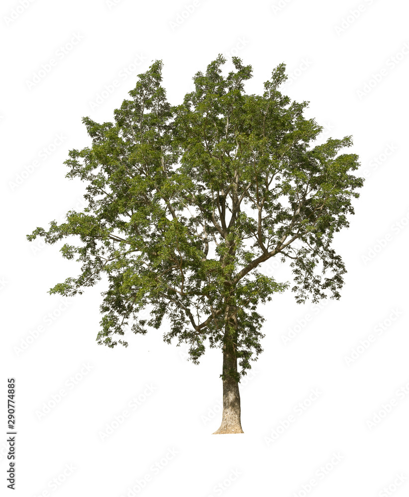 Green tree on white background. Green tree on white background.