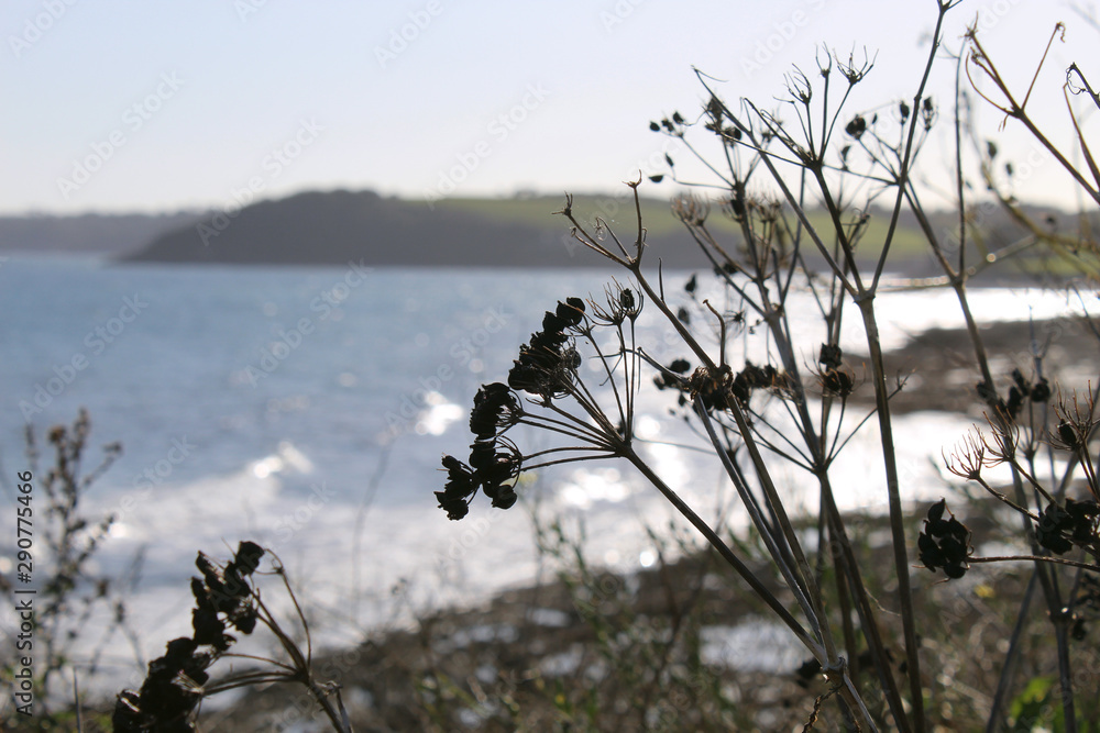 Obraz premium Cow parsley seed head with gyllngvase beach, falmouth cornwall in the background