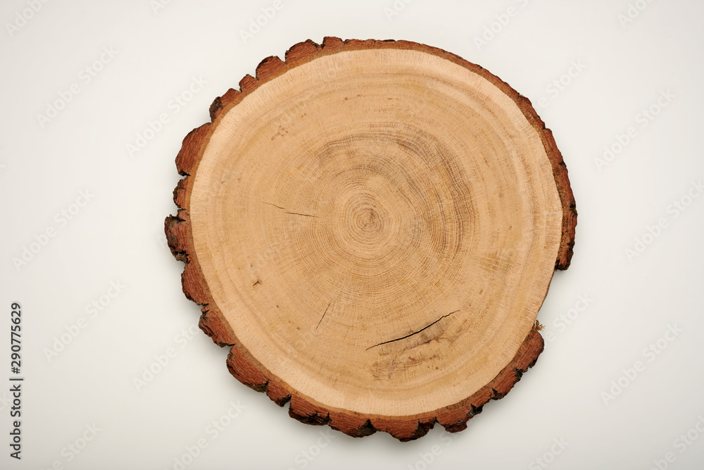 Sanded unfinished oak tree slice with bark on solid white background Sanded unfinished oak tree slice with bark on solid white background
