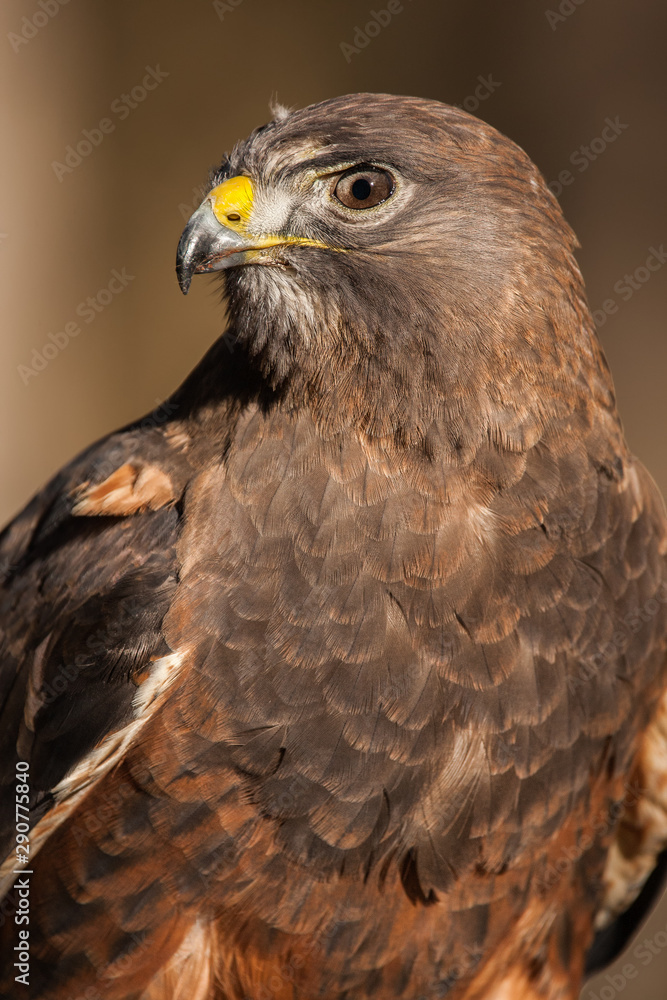 Swainson's Hawk Swainson's Hawk