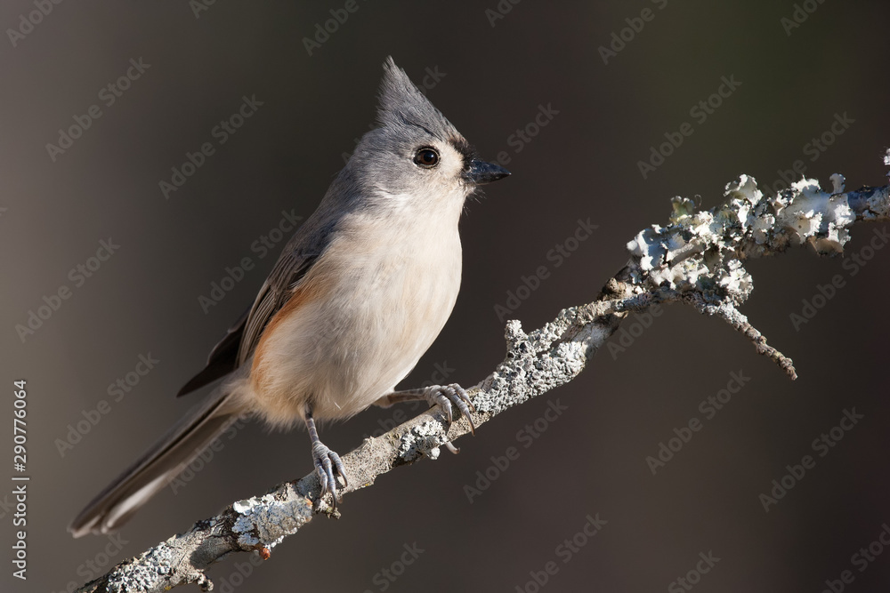 Fototapeta premium Tufted Titmouse