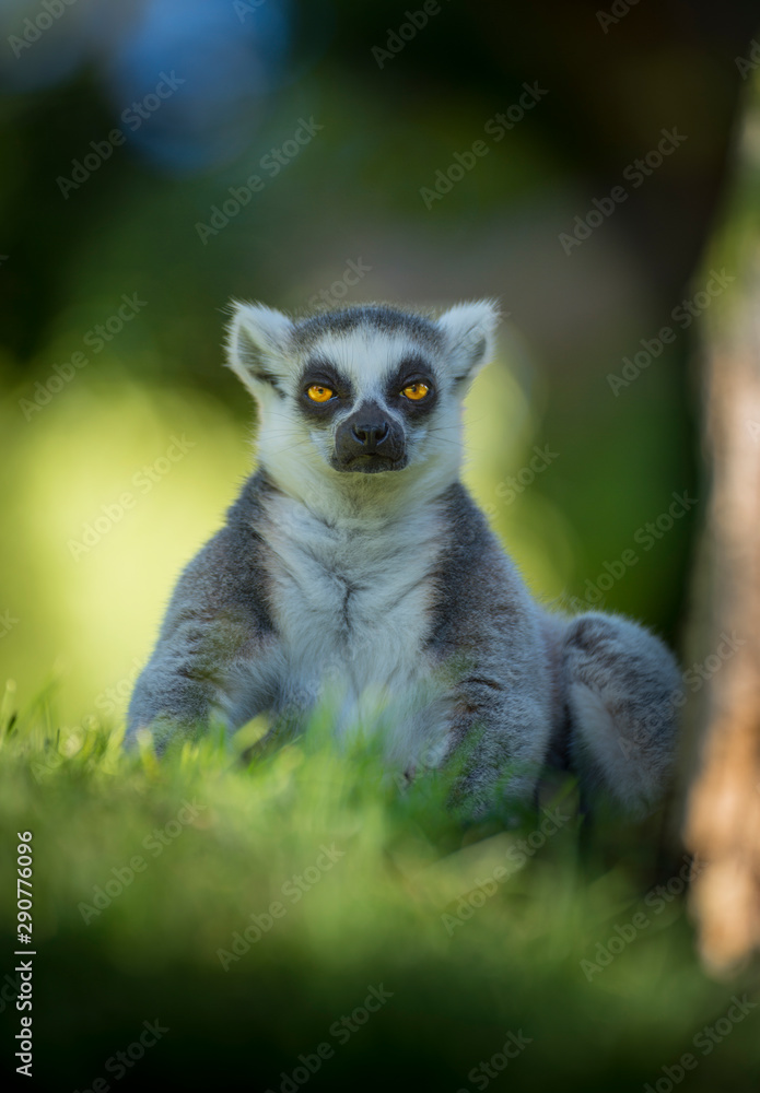 Obraz premium bello lémur de Madagascar con ojos amarillos y cara de enfado con fondo verde