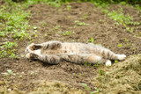 Beautiful cat laying on the garden lawn ground.