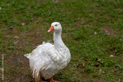 White Sebastopol goose. This domestic geese cannot fly due to the curliness of their feathers 