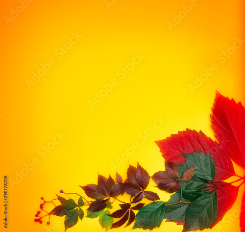 Colorful red, green autumn leaves close up on yellow background. Bright autumn background. The concept of printed products invitations, postcards