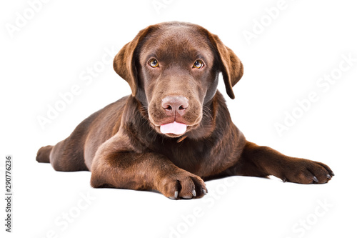 Funny cute Labrador puppy showing tongue lying isolated on white background