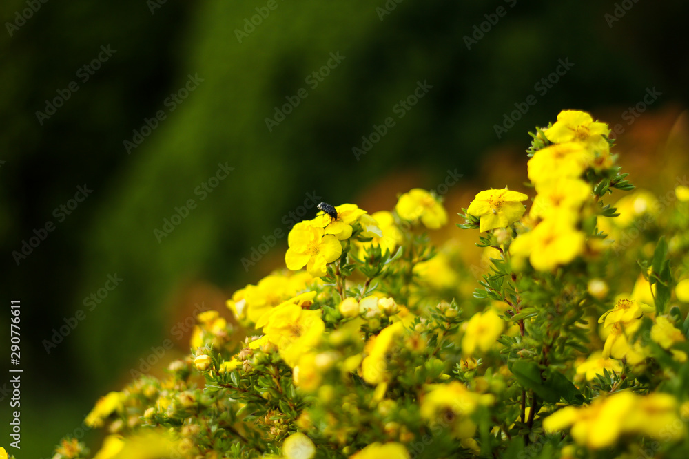 Beautiful garden park view with yellow blooming flowers Beautiful garden park view with yellow blooming flowers