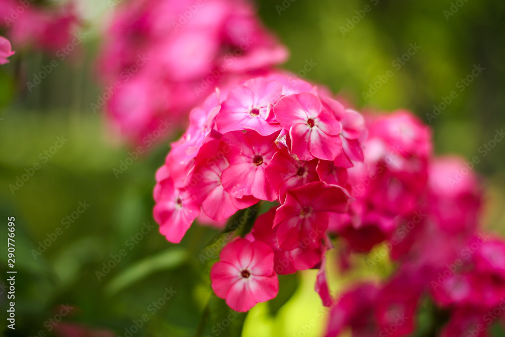 Beautiful purple flower in countryside farm garden. Beautiful purple flower in countryside farm garden.