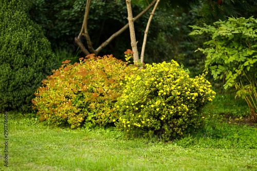Fototapeta Naklejka Na Ścianę i Meble -  Beautiful garden view of blooming bushes.