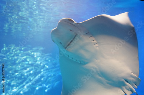 Smile Ray