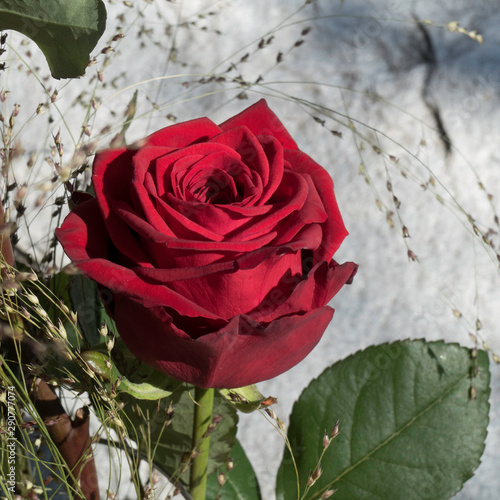 One blooming Red Naomi rose surrounded by green leaves and grasses in front of a stony background.