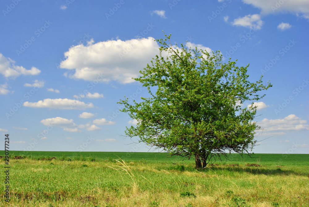 Landscape with green meadow and tree on it, blue cloudy sky on horizon, sunny day Landscape with green meadow and tree on it, blue cloudy sky on horizon, sunny day