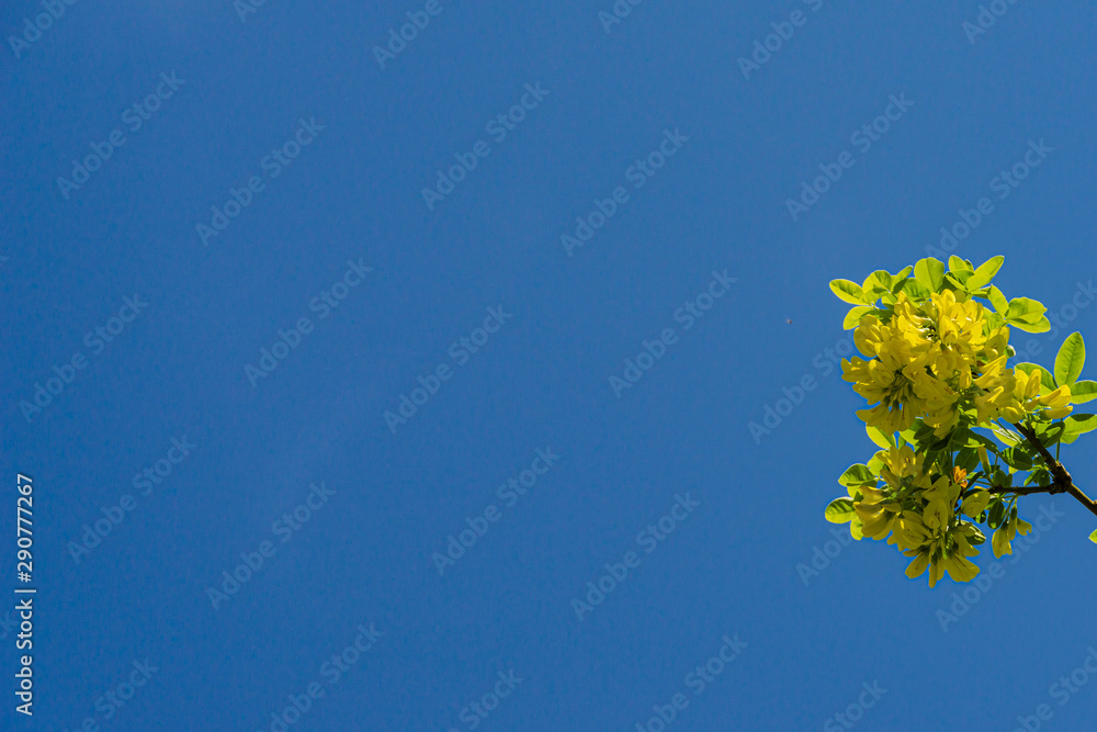 Branch with yellow poisonous flowers of Laburnum anagyroides, common laburnum, golden chain or golden rain against blue cloudless sky. Closeup of inflorescence of yellows. Branch with yellow poisonous flowers of Laburnum anagyroides, common laburnum, golden chain or golden rain against blue cloudless sky. Closeup of inflorescence of yellows.