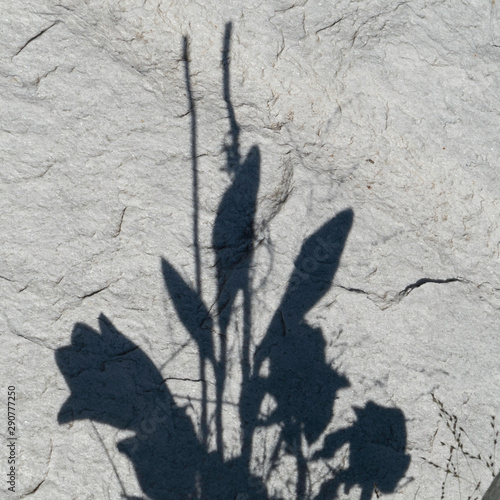 Shadows of a flower bouquet on a stony background.