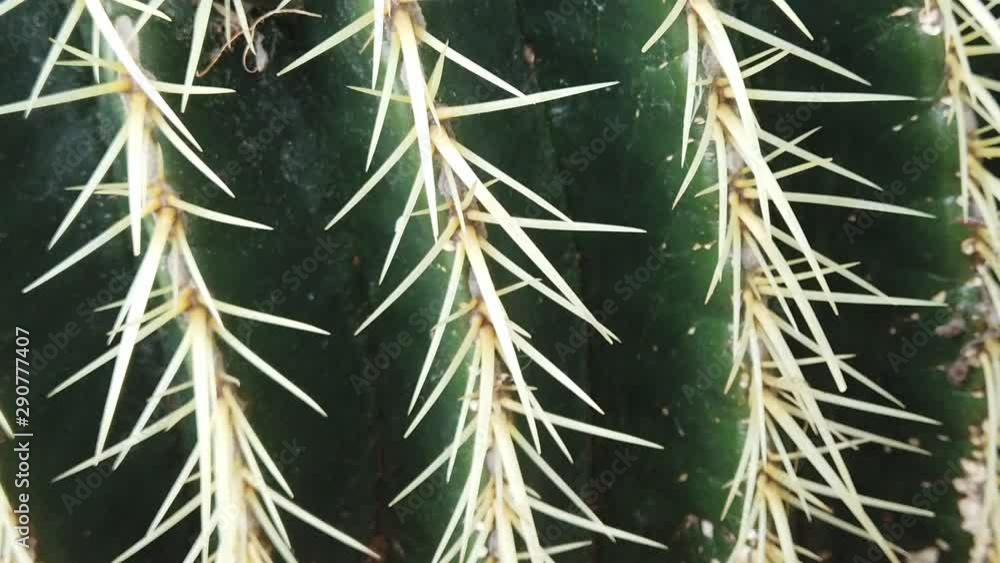 Close up of Echinocactus grusonii, also known as the golden barrel cactus, golden ball or mother-in-law's cushion. Close up of Echinocactus grusonii, also known as the golden barrel cactus, golden ball or mother-in-law's cushion.
