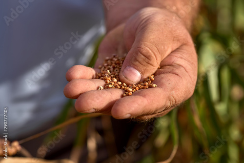 Farmer examining ripe proso millet Panicum miliaceum , close up of hand © izikmd