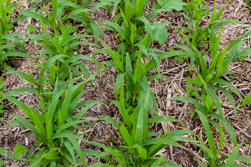 Closeup of sudangrass and tillage radish cover crops and stalk cover. photo