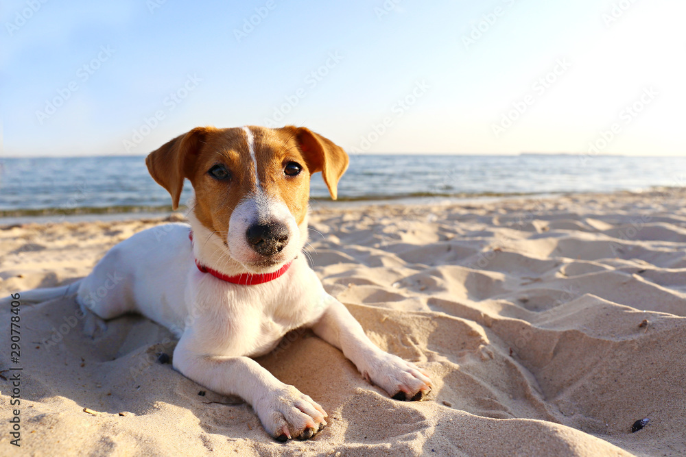 Funny looking jack russell terrier puppy at the sandy beach with soft sunset light. Adorable four months old doggy with curious eyes over ocean view background. Portrait, close up, copy space. Funny looking jack russell terrier puppy at the sandy beach with soft sunset light. Adorable four months old doggy with curious eyes over ocean view background. Portrait, close up, copy space.