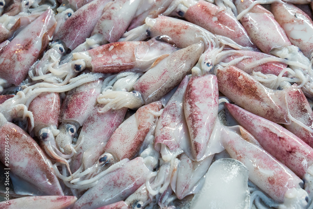 Splendid Squid (Loligo duvauceli), fresh seafood market in Thailand,seafood background Splendid Squid (Loligo duvauceli), fresh seafood market in Thailand,seafood background