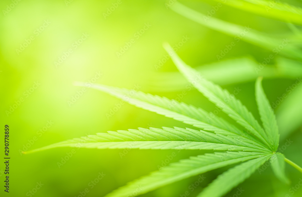 Closeup view of green Cannabis sativa leaf with beauty bokeh under sunlight. Closeup view of green Cannabis sativa leaf with beauty bokeh under sunlight.