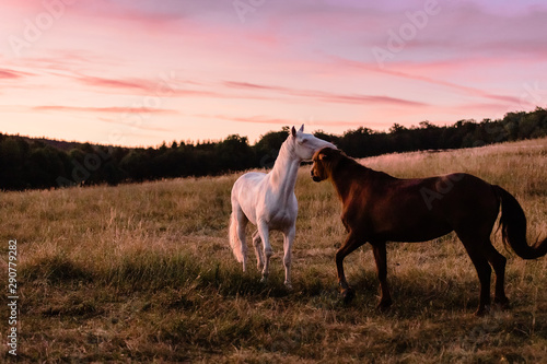 White and brown horse in the early morning with purple light
