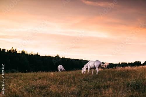 White horses on grazing on a meadow in the morning light