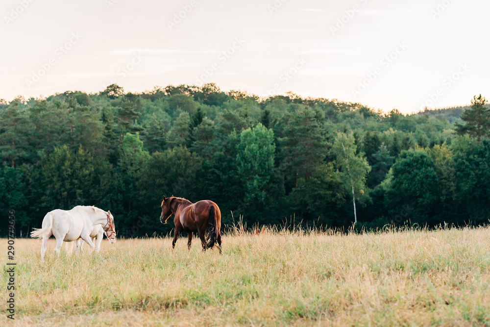 White and brown horse on a meadow White and brown horse on a meadow