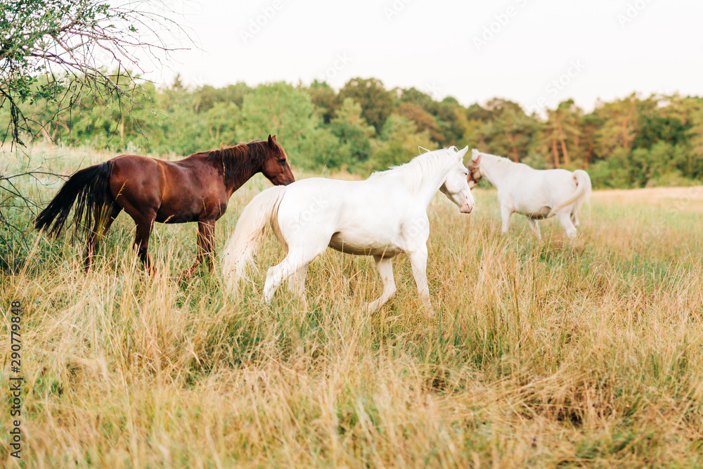 Fototapeta premium Brown and white horses on a meadow in the morning 