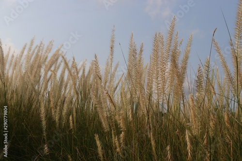 Common reed, Dry reeds against blue sky