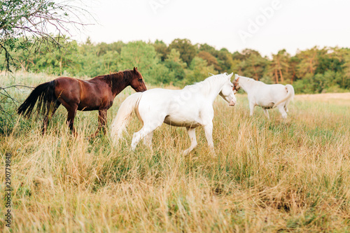 Brown and white horses on a meadow in the morning  © Anja