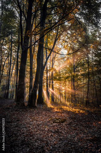 autumn sunrise in the forest