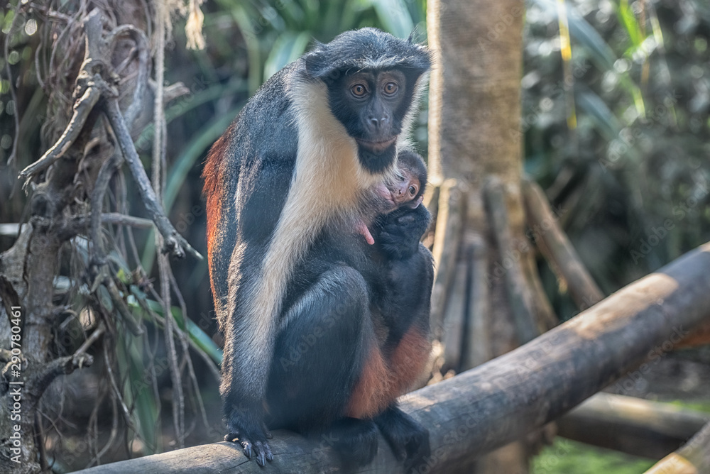 Fototapeta premium Diana monkey and monkey cub. A dark grey Old World monkey with white throat, crescent-shaped browband, ruff and beard. Wildlife animals
