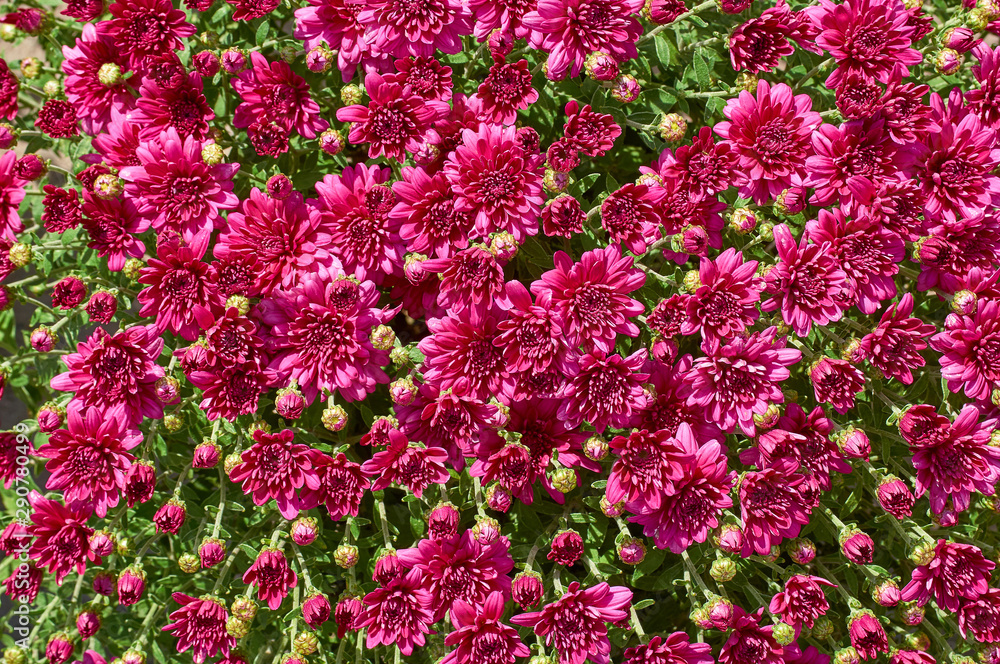 chrysanthemums many small bright colors carpet background chrysanthemums many small bright colors carpet background