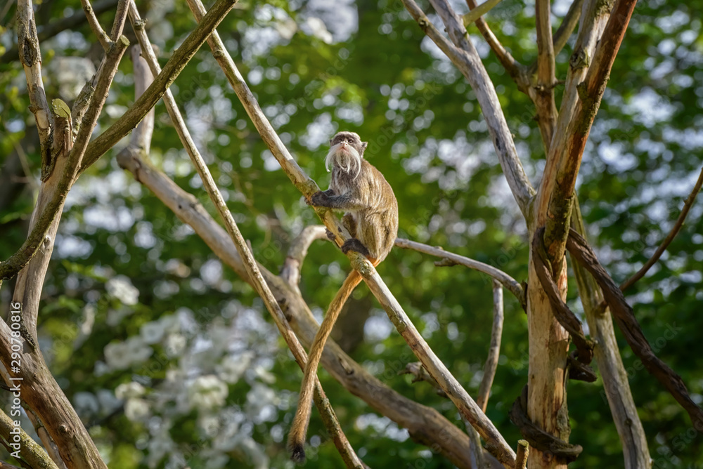 Emperor tamarin, Saguinus imperator, a New World monkey with grey fur and yellowish speckles on its chest is on the branch