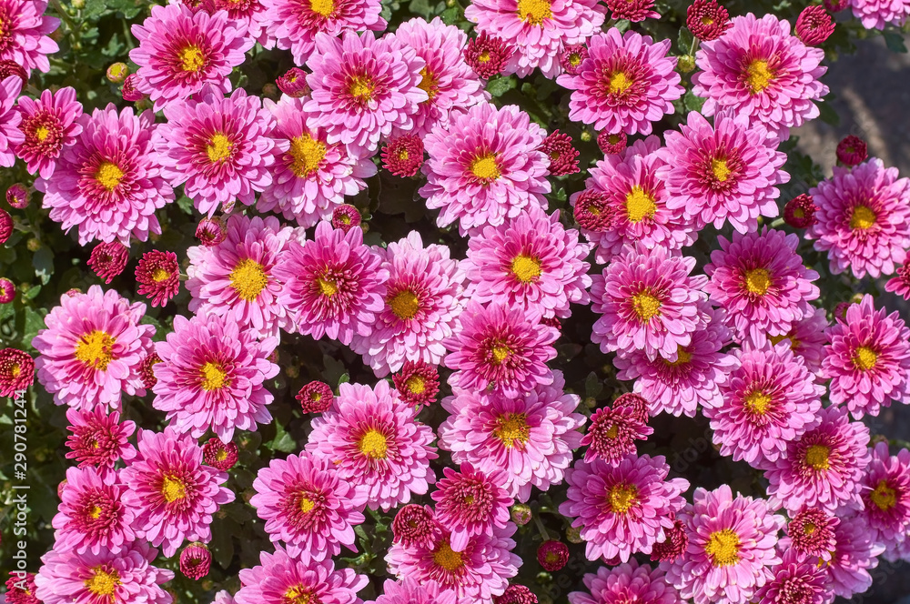 chrysanthemums many small bright colors carpet background chrysanthemums many small bright colors carpet background
