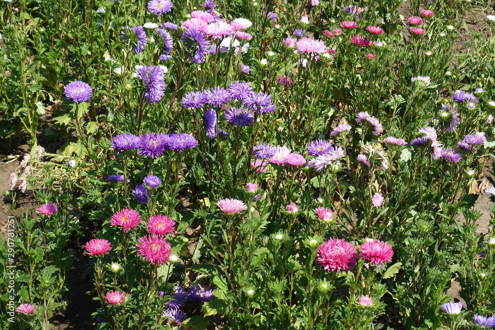 Fototapeta premium Colorful flowers of China aster in the garden in autumn