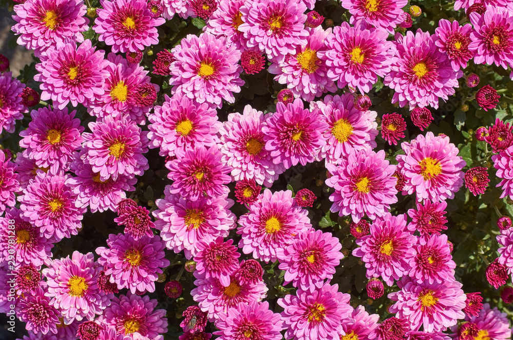 chrysanthemums many small bright colors carpet background chrysanthemums many small bright colors carpet background