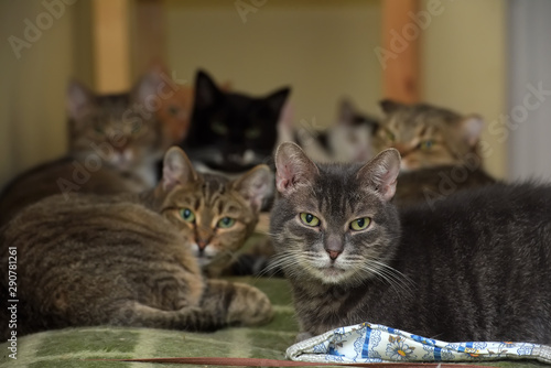 Canvas Print cats together lies in an animal shelter