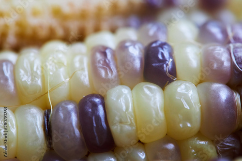 Close up of Thai waxy corn