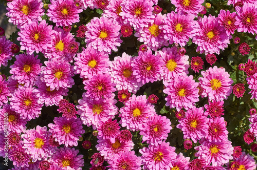 chrysanthemums many small bright colors carpet background