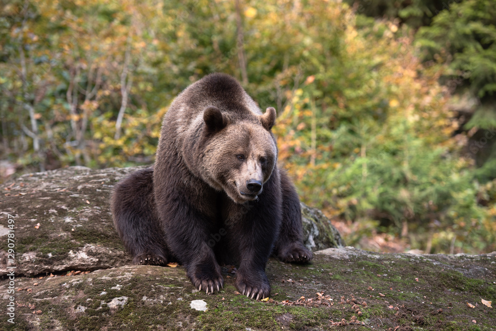 Brown bear is sitting on the rock in Bayerischer Wald National Park, Germany Brown bear is sitting on the rock in Bayerischer Wald National Park, Germany