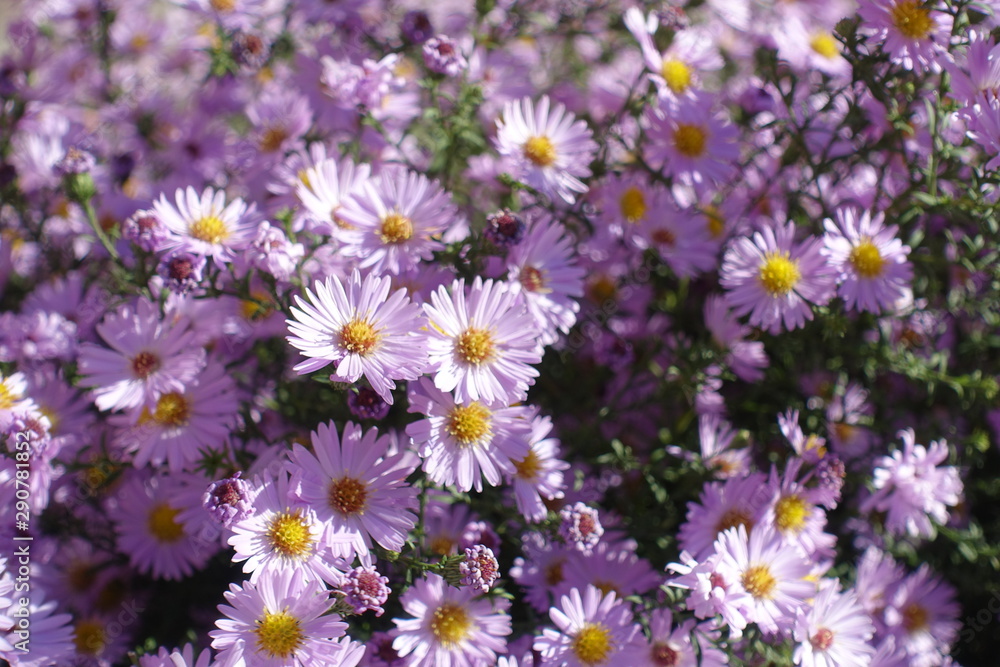 Daisy like pink flowers of Aster dumosus Daisy like pink flowers of Aster dumosus