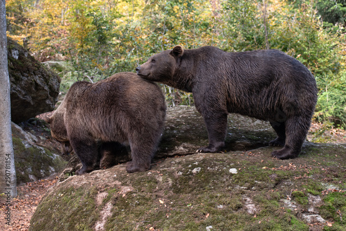 Brown bears are sitting on the rock in Bayerischer Wald National Park, Germany © Miller_Eszter