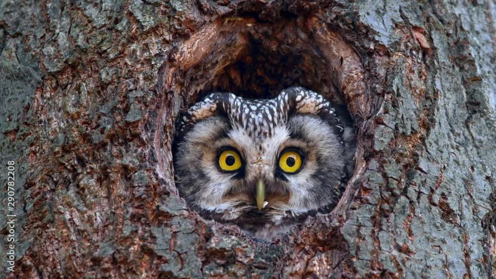 Boreal owl (Aegolius funereus) looking out of nest hole Boreal owl (Aegolius funereus) looking out of nest hole