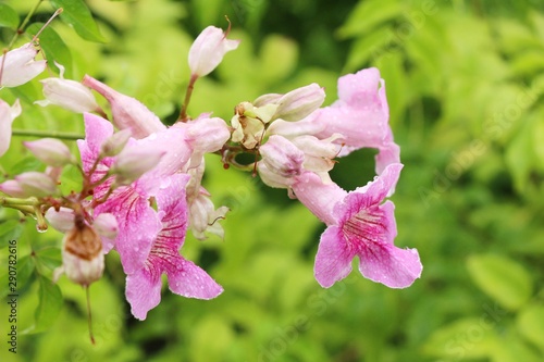 Pink flower is beauty in the garden