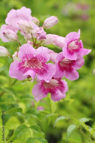 Pink flower is beauty in the garden