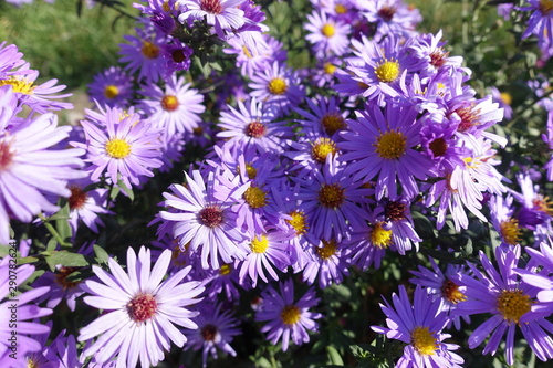 Flowering bright violet Symphyotrichum dumosum in October