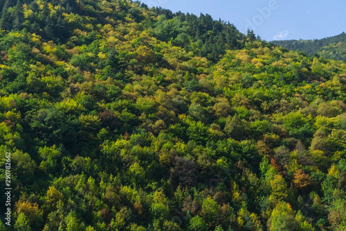 Mountain forest in early autumn. Shades of green foliage in the mountains.