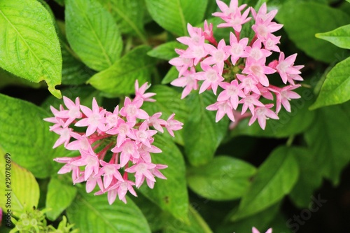 Pink flower is beauty in the garden